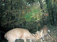 Come hunt Illinois premier outfitter.