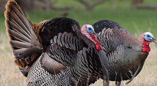 Our property offers everything turkeys need to thrive.